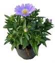 Afbeelding van Asters P9